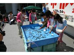 �t�̃z�^���C�J�Ղ�in ���� �̎ʐ^1