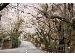 ���H�R�����̍��̎ʐ^1