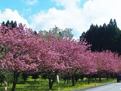 �x�R���_�ѐ��Y�����Z�p�Z���^�[�X�ь������E���؉��̍��̎ʐ^1