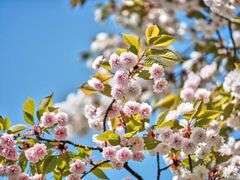 �����̔��e���̎ʐ^1