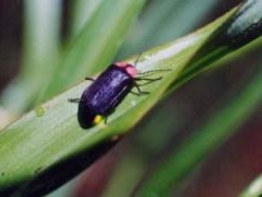 �����H�z�^���Ϗ܂̗[�ׂ̎ʐ^1