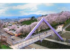 ���R�����̍��̎ʐ^1