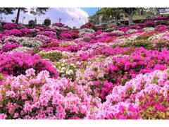 ���R�����̂��̎ʐ^1