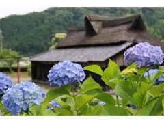 ���t�̗��E���^�쉑�@�X�C�����A�A�W�T�C�A�T���X�x���̎ʐ^1