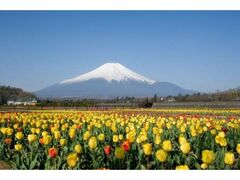 �R���΁@�Ԃ̓s�����@�`���[���b�v�̊J�Ԃ̎ʐ^1