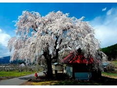 �M�B���R�ܑ���̊J�Ԃ̎ʐ^1