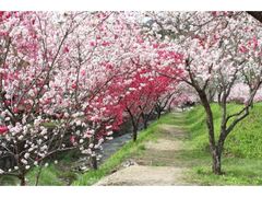 ���_�̉ԓ��̎ʐ^1