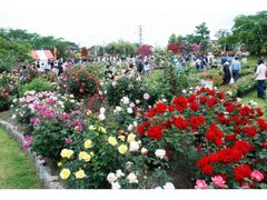 �M�B�Ȃ��̃o���܂�̎ʐ^1