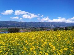 �юR�s�؂̉Ԍ����̍؂̉Ԃ̎ʐ^1