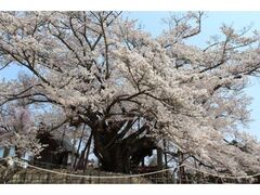 �f���_�Ђ̐_����̎ʐ^1