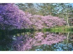 �v�����X�O�����h���]�[�g�y���̍��̎ʐ^1