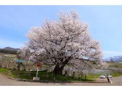 �F�؂̃G�h�q�K���i��΍��j�̌����̎ʐ^1