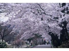 ��R�����̍��̎ʐ^1