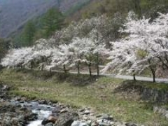 ���򍪐쉈���̍����؂̎ʐ^1