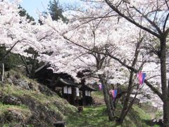 �M�j������̍��̎ʐ^1