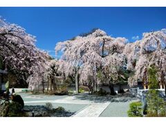 �^�c�R���J���̃V�_���U�N���̎ʐ^1