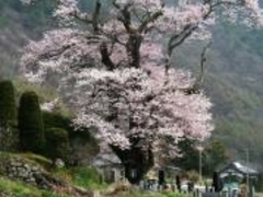 ���Ώ�{����z�{�̃q�K���U�N���̎ʐ^1