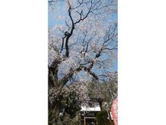 ��J���ω��i�󑠎��j�̋`�����̎ʐ^1