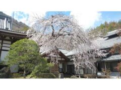 �@�����̃V�_���U�N���̎ʐ^1