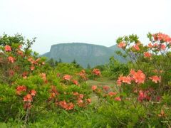 ���R�q������̎ʐ^1