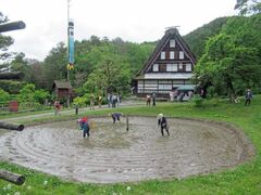 �ԓc�̓c�A���̎ʐ^1