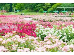 ���Ӄ��[���h�E���[�Y�K�[�f���@�t�̃��[�Y�t�F�X�e�B�o���̎ʐ^1