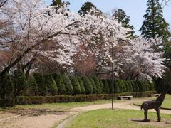 ��R�����i���R��Ձj�̍��̎ʐ^1