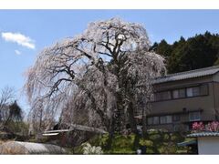 �����̃V�_���U�N���̎ʐ^1