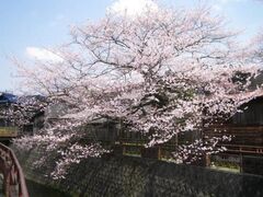 ���l���̃q�K���U�N���̎ʐ^1