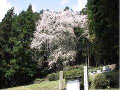 �Ђ���̎}������̎ʐ^1