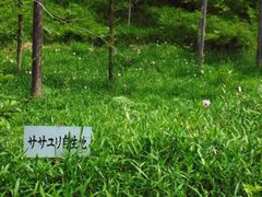 �݂����̐X�̃T�T�����̎ʐ^1