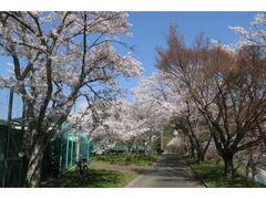 �h�������̍��̎ʐ^1