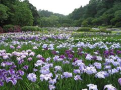 �͂܂܂t�����[�p�[�N�@�Ԃ��傤�ԁA�A�W�T�C�̊J�Ԃ̎ʐ^1