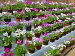 �͂܂܂t�����[�p�[�N�@�����炻���W�̎ʐ^1