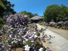 ���厛�̃W���X�~���̎ʐ^1