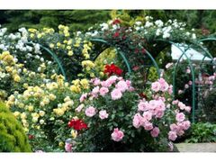 �C�P�����̋��@���C�����@���[�Y�@�K�[�f���@�t�o���̎ʐ^1