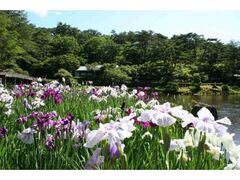 �C�P�����̋��@�Ԃ��傤�Ԃ̎ʐ^1