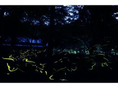 �@���R���i���@�ق���܂�̎ʐ^1