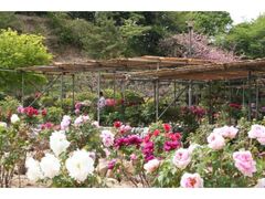 ���V�̂ڂ���̎ʐ^1