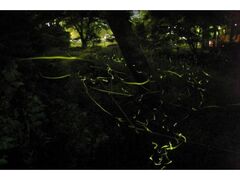 �ق���̗[�ׂ̎ʐ^1