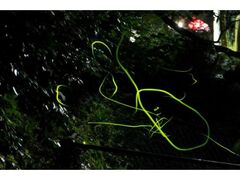 �_���ԑ򉀒n�@�z�^���Ϗ܂̎ʐ^1