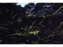 �V��ق���Ϗ܂̎ʐ^1