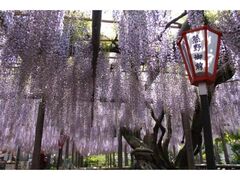 �F��̒����̎ʐ^1