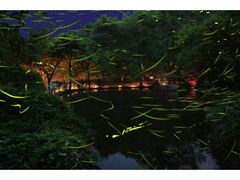 ���ɓ��܂����򋽁@�ق���Ϗ܂̗[�ׂ̎ʐ^1