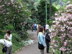 �V��O���[���K�[�f���̐Γ�Ԃ̎ʐ^1