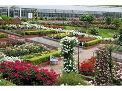 �t�@���c�΂�̋u�t�F�X�e�B�o���̎ʐ^1