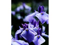 �Ԃ��傤�Ԃ܂�̎ʐ^1