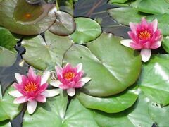 �̂�ق��p�[�N�̃X�C�����̎ʐ^1