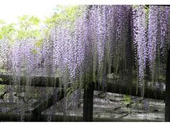 �����Ó����܂�̎ʐ^1