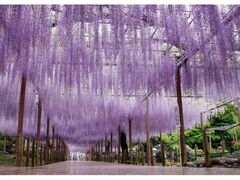 ��61�񂱂��Ȃ񓡂܂�̎ʐ^1